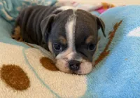 Jax, a male English Bulldog for sale in Manhattan, KS – 2 of 2
