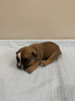 Ace, a male French Bulldog for sale in Manhattan, KS – 2 of 3