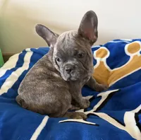 Ollie, a male French Bulldog for sale in Manhattan, KS – 3 of 8