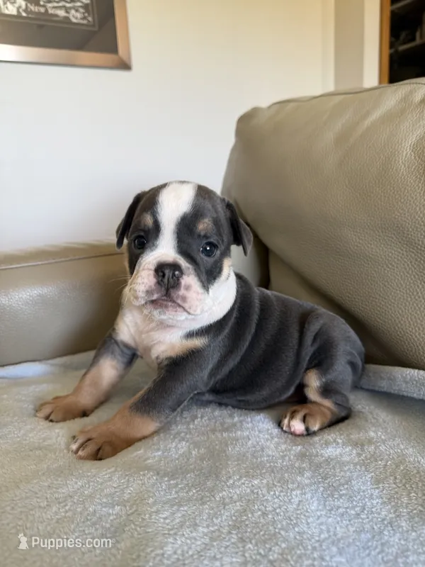 Leo – English Bulldog puppy for sale in Manhattan, KS
