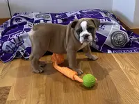 Axel, a male English Bulldog for sale in Manhattan, KS – Photo 2 of 3