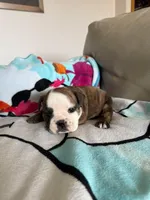 Lillian, a female English Bulldog for sale in Manhattan, KS – Photo 3 of 3