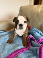 Lillian, a female English Bulldog for sale in Manhattan, KS – Photo 1 of 3