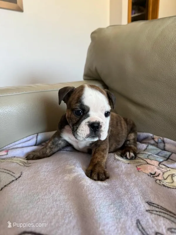 Lillian – English Bulldog puppy for sale in Manhattan, KS