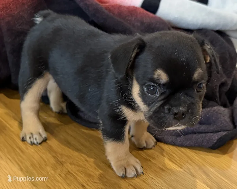 Duke – French Bulldog puppy for sale in Manhattan, KS