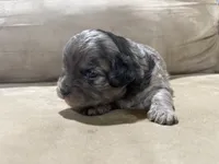 Chip, a male French Bulldog and Poodle - Toy  for sale in Wortham, TX – 4 of 5