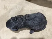 Shadow, a male French Bulldog and Poodle - Toy  for sale in Wortham, TX – 3 of 4