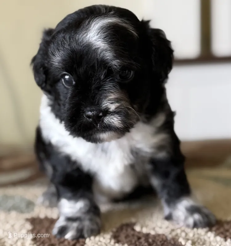 Finn – French Bulldog, Poodle - Toy  puppy for sale in Wortham, TX