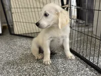 Blue, a male English Cream Golden Retriever for sale in Wortham, TX – 2 of 3