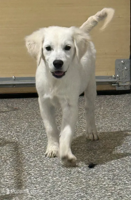 Beau – English Cream Golden Retriever puppy for sale in Wortham, TX