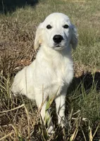 Beau, a male English Cream Golden Retriever for sale in Wortham, TX – 4 of 5