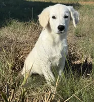 Beau, a male English Cream Golden Retriever for sale in Wortham, TX – 1 of 5