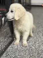 Beau, a male English Cream Golden Retriever for sale in Wortham, TX – 4 of 4