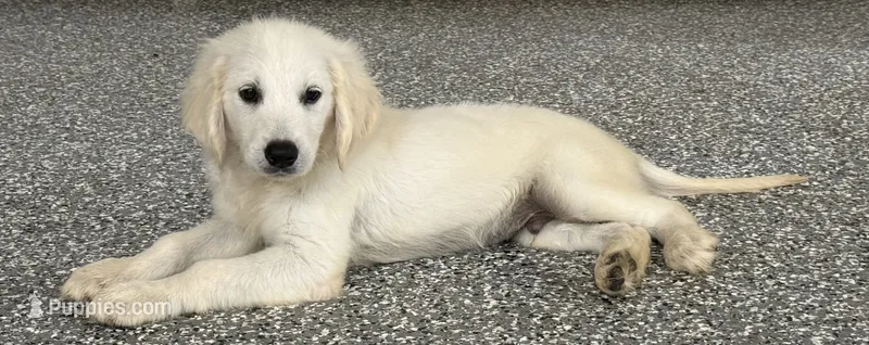 Kevin – English Cream Golden Retriever puppy for sale in Wortham, TX