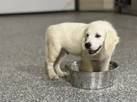 Danny, a male English Cream Golden Retriever for sale in Wortham, TX – 2 of 3