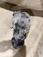 Chip, a male French Bulldog and Poodle - Toy  for sale in Wortham, TX – 5 of 5