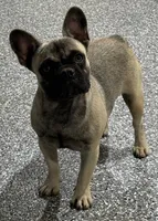 Sadie, a female French Bulldog for sale in Wortham, TX – 4 of 5