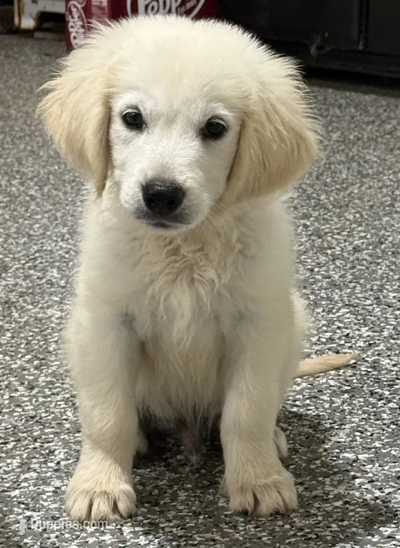 Kevin – English Cream Golden Retriever puppy for sale in Wortham, TX