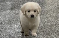Danny, a male English Cream Golden Retriever for sale in Waxahachie, TX – 3 of 3