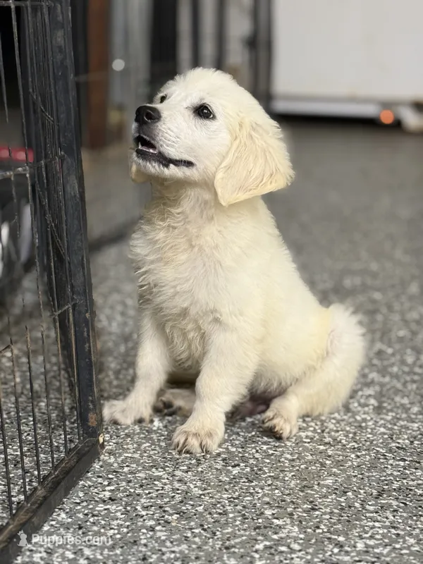 Beau – English Cream Golden Retriever puppy for sale in Wortham, TX
