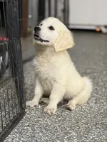 Beau, a male English Cream Golden Retriever for sale in Wortham, TX – 1 of 4