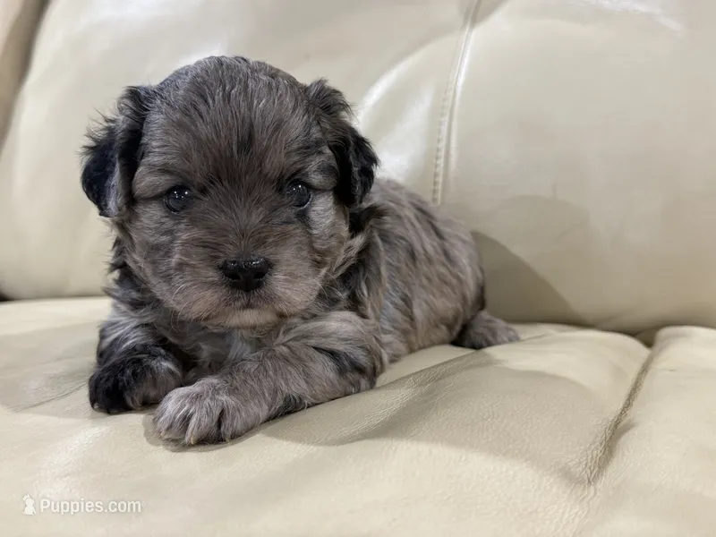 Chip – French Bulldog, Poodle - Toy  puppy for sale in Wortham, TX