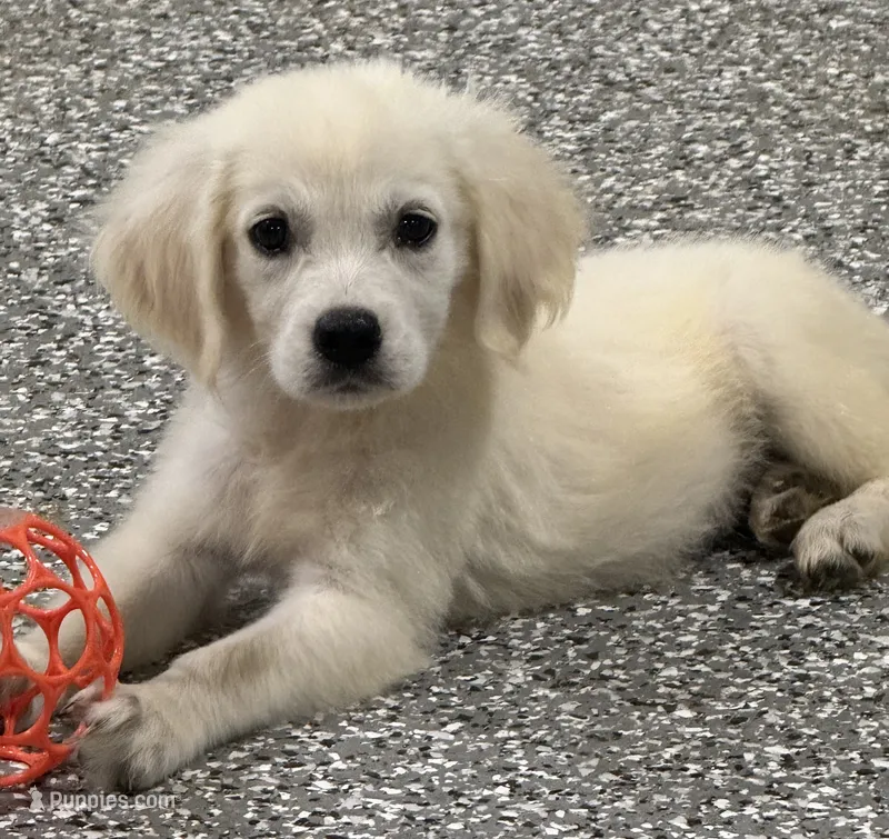 Bailey – English Cream Golden Retriever puppy for sale in Wortham, TX