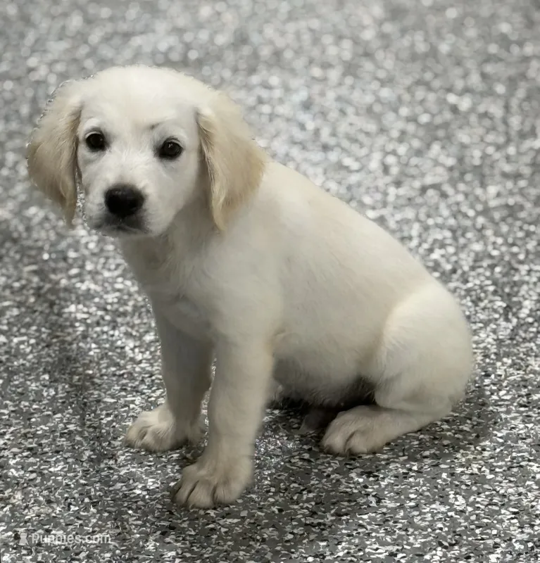 Milo – English Cream Golden Retriever puppy for sale in Wortham, TX