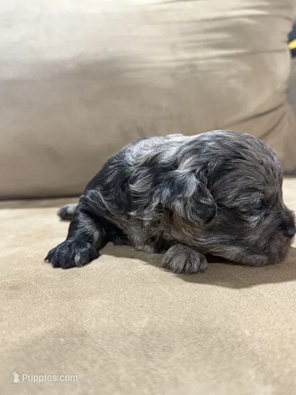 Theo – French Bulldog, Poodle - Toy  puppy for sale in Wortham, TX