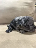 Theo, a male French Bulldog and Poodle - Toy  for sale in Wortham, TX – 1 of 4