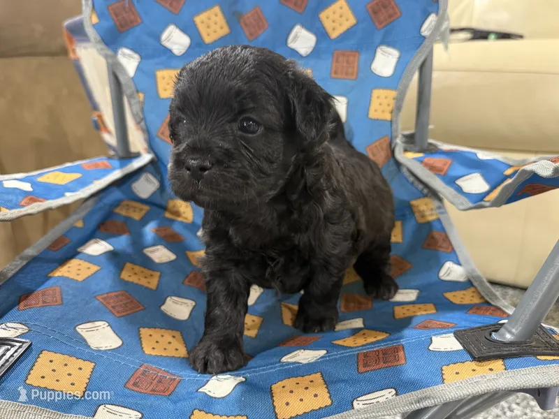 Shadow – French Bulldog, Poodle - Toy  puppy for sale in Wortham, TX