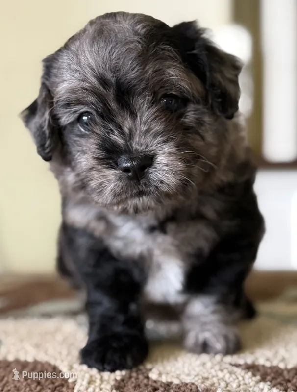 Theo – French Bulldog, Poodle - Toy  puppy for sale in Wortham, TX