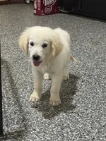 Kevin, a male English Cream Golden Retriever for sale in Wortham, TX – 5 of 5
