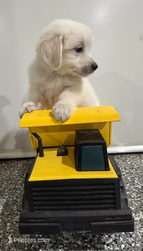 Blue – English Cream Golden Retriever puppy for sale in Waxahachie, TX