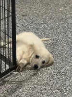 Bailey, a female English Cream Golden Retriever for sale in Wortham, TX – 3 of 4