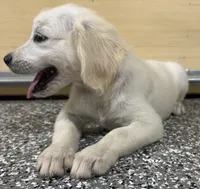 Milo, a male English Cream Golden Retriever for sale in Wortham, TX – 2 of 3