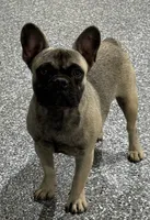 Sadie, a female French Bulldog for sale in Wortham, TX – 5 of 5