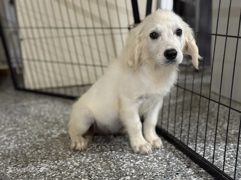 Blue – English Cream Golden Retriever puppy for sale in Wortham, TX