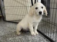 Blue, a male English Cream Golden Retriever for sale in Wortham, TX – 1 of 3