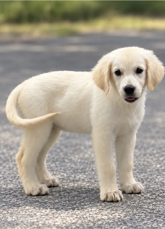 Bailey – English Cream Golden Retriever puppy for sale in Wortham, TX