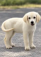 Bailey, a female English Cream Golden Retriever for sale in Wortham, TX – 1 of 2