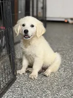 Beau, a male English Cream Golden Retriever for sale in Wortham, TX – 2 of 4