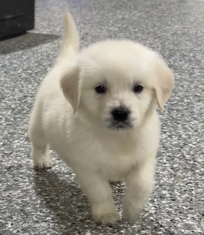 Danny – English Cream Golden Retriever puppy for sale in Waxahachie, TX