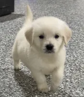 Danny, a male English Cream Golden Retriever for sale in Waxahachie, TX – 1 of 3