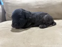 Shadow, a male French Bulldog and Poodle - Toy  for sale in Wortham, TX – 4 of 4