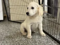 Blue, a male English Cream Golden Retriever for sale in Wortham, TX – 3 of 3