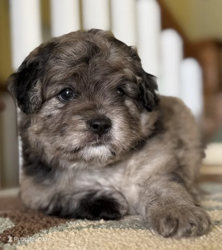 Chip – French Bulldog, Poodle - Toy  puppy for sale in Wortham, TX