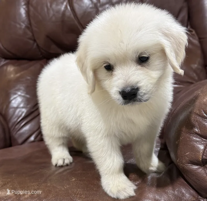 Beau – English Cream Golden Retriever puppy for sale in Waxahachie, TX