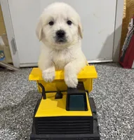 Beau, a male English Cream Golden Retriever for sale in Waxahachie, TX – 5 of 5