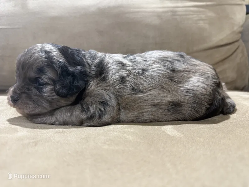 Chip – French Bulldog, Poodle - Toy  puppy for sale in Wortham, TX